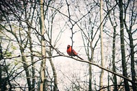 A red bird in the forest
