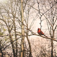 Bird Branch Tranquil Tweeting Nature Concept