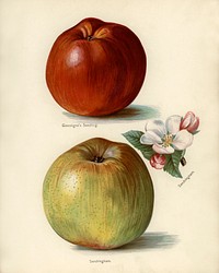 Vintage illustration of gascoigne&#39;s seedling, sandringham apples digitally enhanced from our own vintage edition of The Fruit Grower&#39;s Guide (1891) by John Wright.