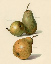 Vintage illustration of beurre dance, beurre diel, summer beurre d' aremberg pears digitally enhanced from our own vintage edition of The Fruit Grower's Guide (1891) by John Wright.