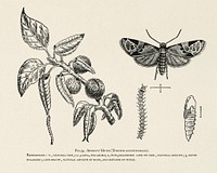 The fruit grower's guide  : Vintage illustration of apricot moth