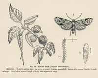 Vintage illustration of apricot moth digitally enhanced from our own vintage edition of The Fruit Grower&#39;s Guide (1891) by John Wright.