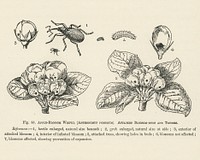 Vintage illustration of anthonomus pomorum, apple-blossom weevil, attacked blossom-buds, trusses digitally enhanced from our own vintage edition of The Fruit Grower&#39;s Guide (1891) by John Wright.