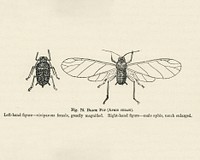 Vintage illustration of black fly digitally enhanced from our own vintage edition of The Fruit Grower&#39;s Guide (1891) by John Wright.