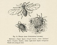 intage illustration of schizoneura lanigera, woolly aphis bug digitally enhanced from our own vintage edition of The Fruit Grower&#39;s Guide (1891) by John Wright.