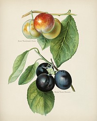 The fruit grower's guide : Vintage illustration of early transparent gage, river's early prolific plum