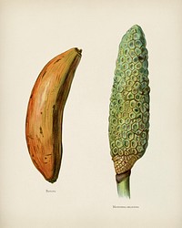 The fruit grower's guide : Vintage illustration of banana, monstera deliciosa