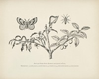 The fruit grower's guide : Vintage illustration of branch, caterpillar, hybernia defoliaria, moth, mottled umber moth, plum