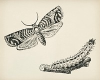 The fruit grower's guide : Vintage illustration of a moth