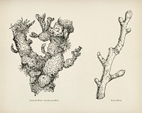 The fruit grower's guide : Vintage illustration of clean wood, infested wood, lichen, moss