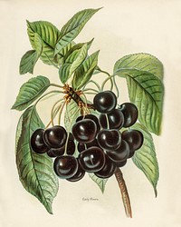 Vintage illustration of early rivers cherries digitally enhanced from our own vintage edition of The Fruit Grower&#39;s Guide (1891) by John Wright.