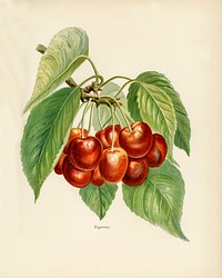 Vintage illustration of bigarreau cherries digitally enhanced from our own vintage edition of The Fruit Grower&#39;s Guide (1891) by John Wright.
