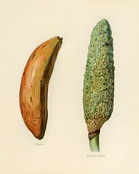 Vintage illustration of banana, monstera deliciosa digitally enhanced from our own vintage edition of The Fruit Grower&#39;s Guide (1891) by John Wright.