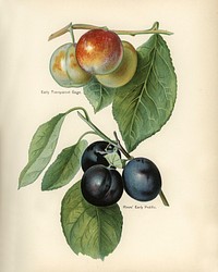 Vintage illustration of early transparent gage, river&#39;s early prolific plum digitally enhanced from our own vintage edition of The Fruit Grower&#39;s Guide (1891) by John Wright.