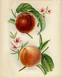 Vintage illustration of alexander, rivers' early york nectarines digitally enhanced from our own vintage edition of The Fruit Grower's Guide (1891) by John Wright.