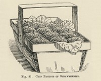 Vintage illustration of chip baskets, strawberries digitally enhanced from our own vintage edition of The Fruit Grower&#39;s Guide (1891) by John Wright.