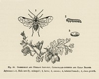 Vintage illustration of caterpillar-infested, clean branoh, currant saw-fly, gooseberry digitally enhanced from our own vintage edition of The Fruit Grower&#39;s Guide (1891) by John Wright.