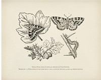 The fruit grower's guide : Vintage illustration of a magpie moth