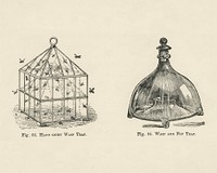 Vintage illustration of a wasp trap digitally enhanced from our own vintage edition of The Fruit Grower's Guide (1891) by John Wright.