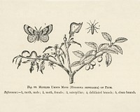 Vintage illustration of branch, caterpillar, hybernia defoliaria, moth, mottled umber moth, plum digitally enhanced from our own vintage edition of The Fruit Grower's Guide (1891) by John Wright.
