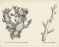 Vintage illustration of clean wood, infested wood, lichen, moss digitally enhanced from our own vintage edition of The Fruit Grower's Guide (1891) by John Wright.