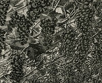 Vintage illustration of grapes digitally enhanced from our own vintage edition of The Fruit Grower&#39;s Guide (1891) by John Wright.