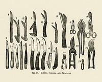 Vintage illustration of knives, scissors, secateurs digitally enhanced from our own vintage edition of The Fruit Grower's Guide (1891) by John Wright.