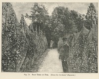 Vintage illustration of pear trees digitally enhanced from our own vintage edition of The Fruit Grower&#39;s Guide (1891) by John Wright.