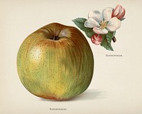 The fruit grower's guide : Vintage illustration of an apple
