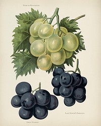 The fruit grower's guide : Vintage illustration of grapes