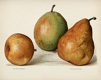 The fruit grower's guide : Vintage illustration of pears