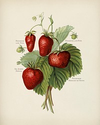 The fruit grower's guide : Vintage illustration of strawberries