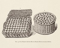 The fruit grower's guide : Vintage illustration of busket of apple