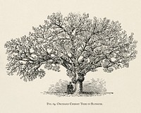 The fruit grower's guide : Vintage illustration of orchard cherry tree