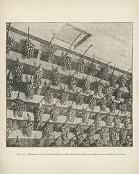 The fruit grower's guide : Vintage illustration of a grape room