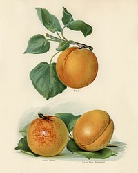 Vintage illustration of an apricot digitally enhanced from our own vintage edition of The Fruit Grower's Guide (1891) by John Wright.