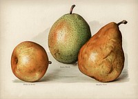 Vintage illustration of pears digitally enhanced from our own vintage edition of The Fruit Grower&#39;s Guide (1891) by John Wright.