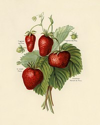 Vintage illustration of strawberries digitally enhanced from our own vintage edition of The Fruit Grower&#39;s Guide (1891) by John Wright.