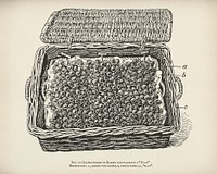 The fruit grower's guide : Vintage illustration of grapes in a flat basket