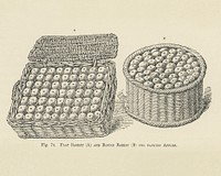 Vintage illustration of basket of apple digitally enhanced from our own vintage edition of The Fruit Grower&#39;s Guide (1891) by John Wright.