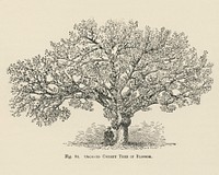 Vintage illustration of orchard cherry tree digitally enhanced from our own vintage edition of The Fruit Grower's Guide (1891) by John Wright.