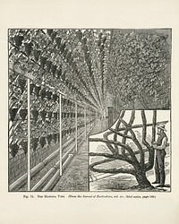 Vintage illustration of grapes digitally enhanced from our own vintage edition of The Fruit Grower&#39;s Guide (1891) by John Wright.