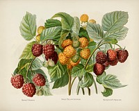 The fruit grower's guide : Vintage illustration of raspberry