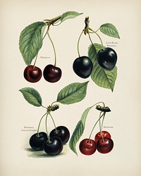 The fruit grower's guide : Vintage illustration of cherry