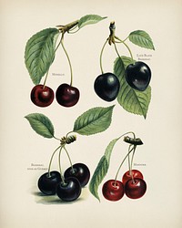 Vintage illustration of cherry digitally enhanced from our own vintage edition of The Fruit Grower&#39;s Guide (1891) by John Wright.
