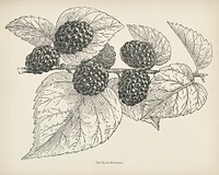The fruit grower's guide : Vintage illustration of black mulberry