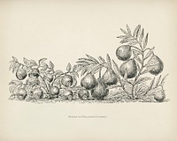The fruit grower's guide : Vintage illustration of bilberry