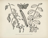 The fruit grower's guide : Vintage illustration of Moth