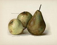 The fruit grower's guide : Vintage illustration of pear