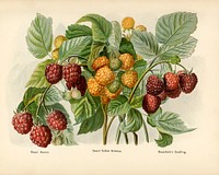 Vintage illustration of raspberry digitally enhanced from our own vintage edition of The Fruit Grower&#39;s Guide (1891) by John Wright.